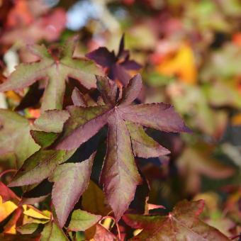 Leaves of a sweet gum tree